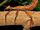 American spiny stick insect