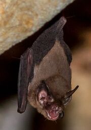 American hog-nosed bat (SciiFii)