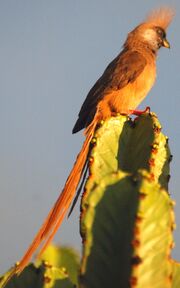 American mousebird (SciiFii)