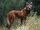 Californian maned wolf