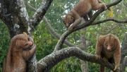 American loris (SciiFii)