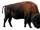 California bison