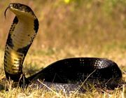American king cobra (SciiFii)