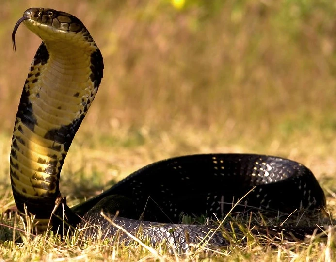 American king cobra | SciiFii Wiki | Fandom
