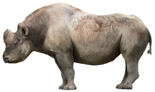 Rhinoceros - Wikipedia