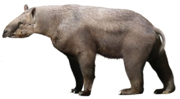 Homalodotherium | SciiFii Wiki | Fandom