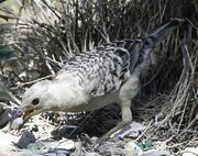 American great bowerbird (SciiFii)