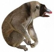 American mandrill (SciiFii)