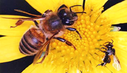 SciiFii bee (SciiFii)