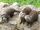 American small-clawed otter
