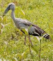 American openbill (SciiFii)