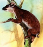 American pig-tailed lemur (SciiFii)