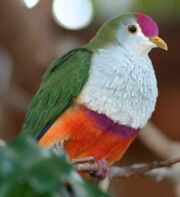 American fruit dove (SciiFii)