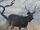 American sambar deer