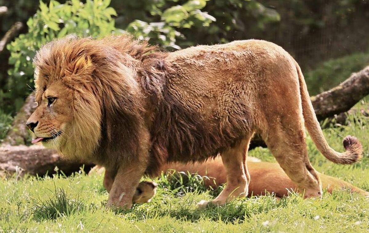 world biggest lion