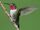 Western ruby-throated hummingbird