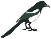 American common magpie (SciiFii)