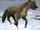 American spotted hyena