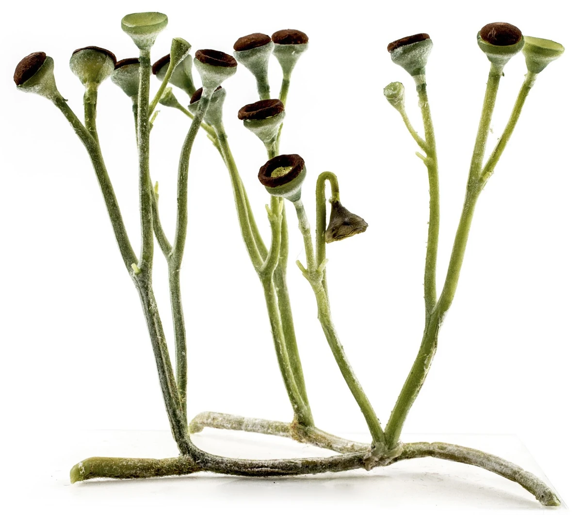 Cooksonia SciiFii Wiki Fandom