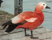 American red shelduck (SciiFii)