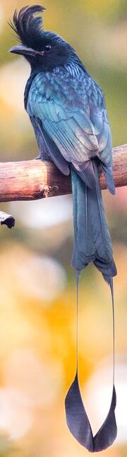American drongo (SciiFii)