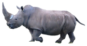 Domestic rhinoceros (SciiFii)