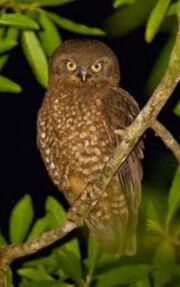 American hawk-owl (SciiFii)