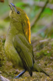 American yellow-crowned bowerbird (SciiFii)