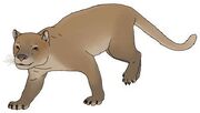 American fossa (SciiFii)