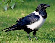 American pied crow (SciiFii)