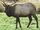 California elk