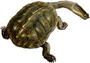 Carbonemys (SciiFii)
