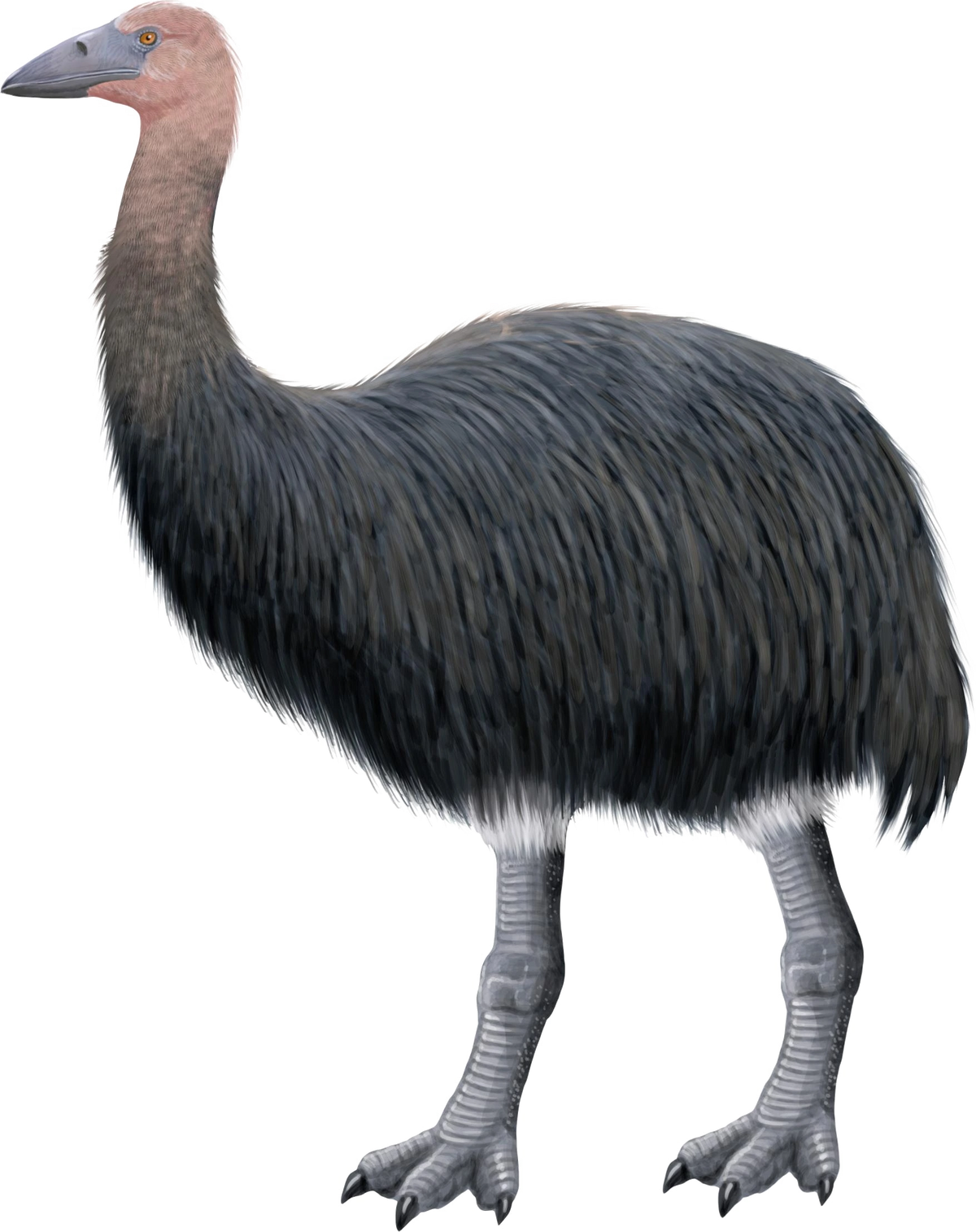 Elephant bird | SciiFii Wiki | Fandom