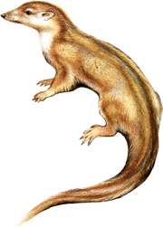 American otter shrew (SciiFii)