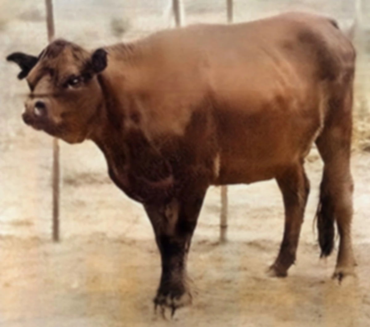 Niata cattle SciiFii Wiki Fandom