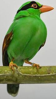 American green magpie (SciiFii)
