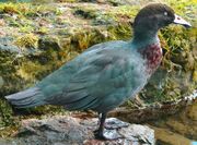 American blue duck (SciiFii)