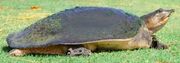 American giant softshell turtle (SciiFii)