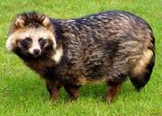 American raccoon dog (SciiFii)