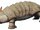 Basal shellshark