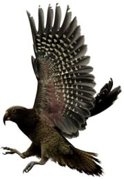American mountain parrot (SciiFii)