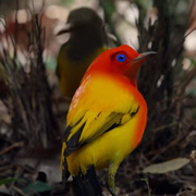American sunset bowerbird (SciiFii)