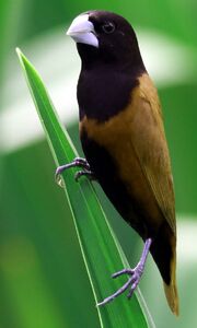 American munia (SciiFii)