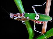 American common flower mantis (SciiFii)