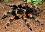 American redknee tarantula (SciiFii)