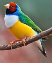 American painted finch (SciiFii)
