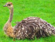 American ostrich (SciiFii)
