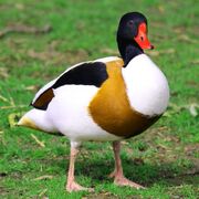 American common shelduck (SciiFii)