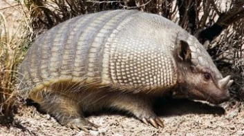 Peltephilus SciiFii Wiki Fandom