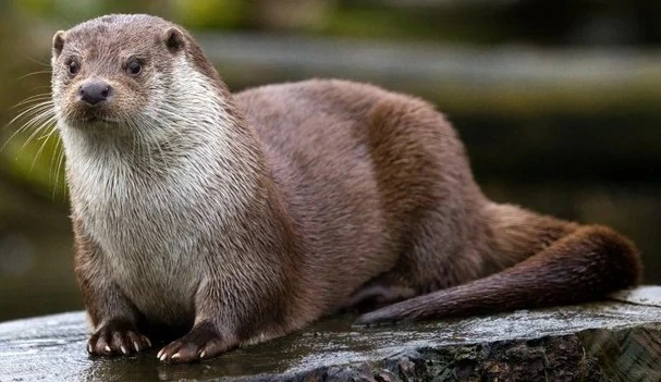 Japanese river otter | SciiFii Wiki | Fandom